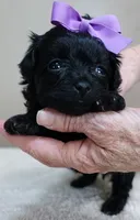 TEACUP Emmy, a female Maltipoo for sale in Colcord, OK – Photo 3 of 10