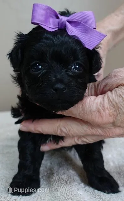 Emmy – Maltipoo puppy for sale in Colcord, OK