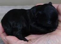 Emmy, a female Maltipoo for sale in Colcord, OK – Photo 4 of 10