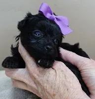 TEACUP Emmy, a female Maltipoo for sale in Colcord, OK – Photo 8 of 10