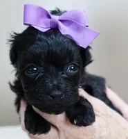TEACUP Emmy, a female Maltipoo for sale in Colcord, OK – Photo 9 of 10