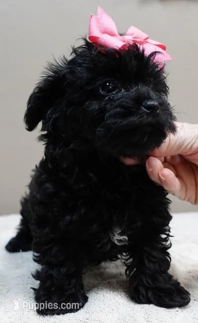 TEACUP Emmy – Maltipoo puppy for sale in Colcord, OK