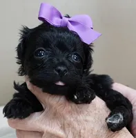 TEACUP Emmy, a female Maltipoo for sale in Colcord, OK – Photo 6 of 10