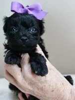 TEACUP Emmy, a female Maltipoo for sale in Colcord, OK – Photo 7 of 10
