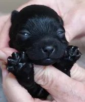 Emmy, a female Maltipoo for sale in Colcord, OK – Photo 5 of 10