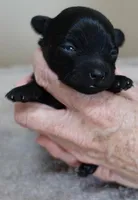Emmy, a female Maltipoo for sale in Colcord, OK – Photo 7 of 10