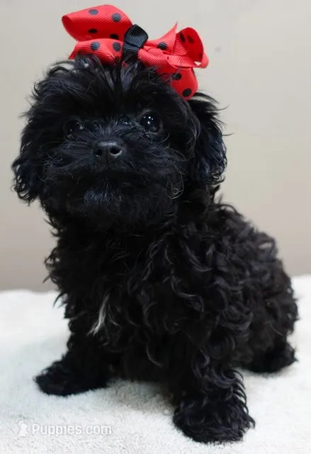 TEACUP Niko – Maltipoo puppy for sale in Colcord, OK