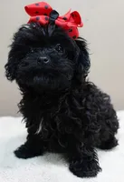 TEACUP Niko 1 lb 11 ozs, a male Maltipoo for sale in Colcord, OK – 1 of 10