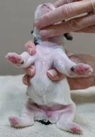 Tiny Bunny 10 1/2 ozs, a female Yorkshire Terrier for sale in Colcord, OK – 5 of 6