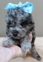 Merle Stanley 1 lb 12 ozs, a male Poodle - Toy  for sale in Colcord, OK – 6 of 10