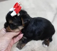 Moose, a male Yorkshire Terrier for sale in Colcord, OK – 8 of 10