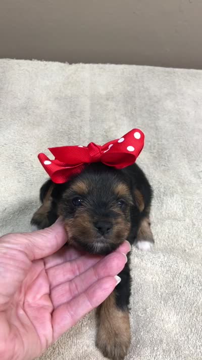 Ziggy 1 lb 5 ounces, a male Yorkshire Terrier for sale in Colcord, OK – 10 of 10