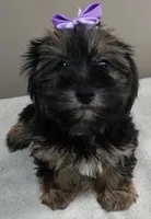 2nd chance door trained , a female Yorkshire Terrier for sale in Colcord, OK – 2 of 10