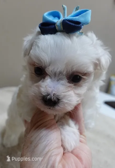 Zuko – Maltipoo puppy for sale in Colcord, OK