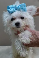 TEACUP Harlow , a male Maltese for sale in Colcord, OK – 8 of 10