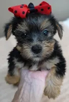 Ziggy 2 lbs 1 ounce, a male Yorkshire Terrier for sale in Colcord, OK – 3 of 10