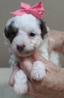 Maggie mae chocolate parti, a female Poodle - Toy  for sale in Colcord, OK – 8 of 10