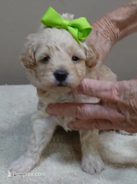 Teddy apricot – Poodle - Toy  puppy for sale in Colcord, OK