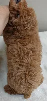 Deep Red, a male Poodle - Toy  for sale in Colcord, OK – 9 of 10