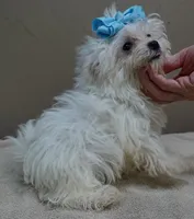 TEACUP Harlow , a male Maltese for sale in Colcord, OK – 5 of 10