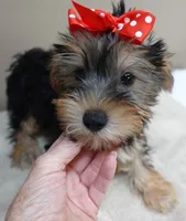Ziggy door potty trained, a male Yorkshire Terrier for sale in Colcord, OK – 8 of 10