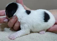 Tiny Bunny 10 1/2 ozs, a female Yorkshire Terrier for sale in Colcord, OK – 3 of 6