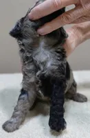 Milo blue merle, a male Poodle - Toy  for sale in Colcord, OK – 3 of 10