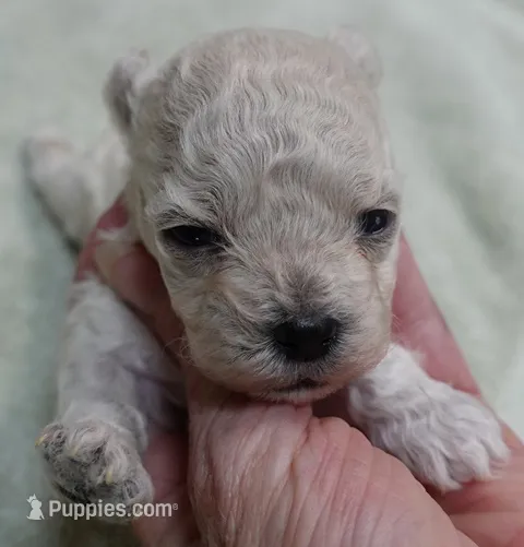 Aggie 10 ounces  – Maltipoo puppy for sale in Colcord, OK