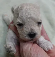 Aggie 10 ounces , a female Maltipoo for sale in Colcord, OK – 1 of 10