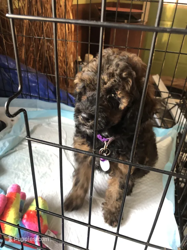 AKC Lola potty trained make offer – Poodle - Miniature  puppy for sale in Colcord, OK