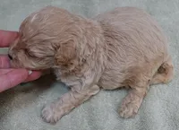 Echo, a male Maltipoo for sale in Colcord, OK – 5 of 10