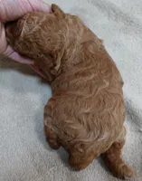 Zara red 1 lb 6 ozs, a female Poodle - Toy  for sale in Colcord, OK – 9 of 10