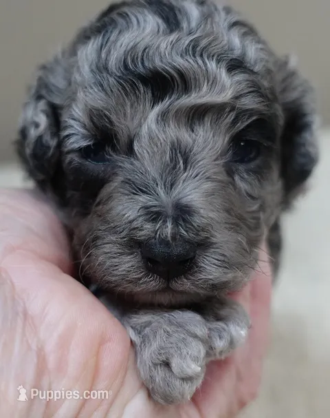 Stanley 1 lb 4 ozs – Poodle - Toy  puppy for sale in Colcord, OK