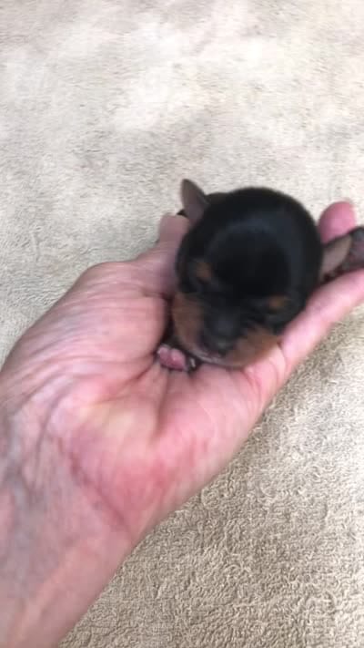 Peyton, a male Yorkshire Terrier for sale in Colcord, OK – 10 of 10