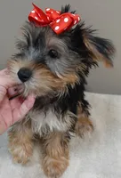 Ziggy door potty trained, a male Yorkshire Terrier for sale in Colcord, OK – 6 of 10