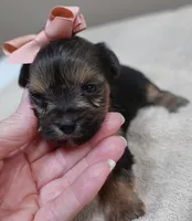 Teacup Bailey 12 ounces, a female Yorkshire Terrier for sale in Colcord, OK – 4 of 10