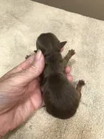 Samson, a male Yorkshire Terrier for sale in Colcord, OK – 3 of 6