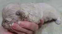 Aggie 10 ounces , a female Maltipoo for sale in Colcord, OK – 4 of 10