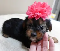 Bubbles, a female Yorkshire Terrier for sale in Colcord, OK – 7 of 10