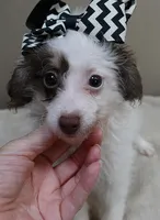 one more week , a female Poodle - Toy  for sale in Colcord, OK – 7 of 10
