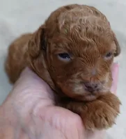 Zara red 1 lb 6 ozs, a female Poodle - Toy  for sale in Colcord, OK – 4 of 10
