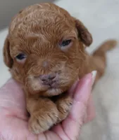 Zara red 1 lb 6 ozs, a female Poodle - Toy  for sale in Colcord, OK – 8 of 10