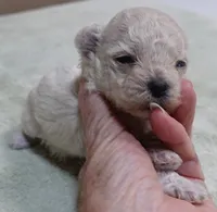 Aggie 10 ounces , a female Maltipoo for sale in Colcord, OK – 3 of 10