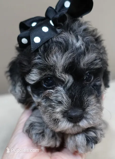 Mirlo blue merle – Poodle - Toy  puppy for sale in Colcord, OK