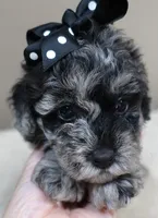 Mirlo blue merle, a male Poodle - Toy  for sale in Colcord, OK – 1 of 10