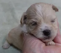Poppy 13 ounces, a female Maltipoo for sale in Colcord, OK – 8 of 10