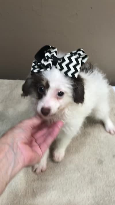 one more week , a female Poodle - Toy  for sale in Colcord, OK – 10 of 10