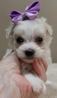 TEACUP Kali, a female Maltipoo for sale in Colcord, OK – 8 of 9