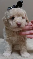 Kenobi lemon chiffon parti, a male Poodle - Toy  for sale in Colcord, OK – 4 of 10