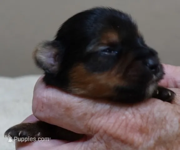 Teacup Bailey 6 3/4 ounces – Yorkshire Terrier puppy for sale in Colcord, OK